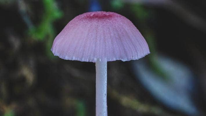 Pink Mushroom Mutation Farming Becomes Success